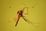 Fossil Fly (Diptera) In Baltic Amber #58043-1